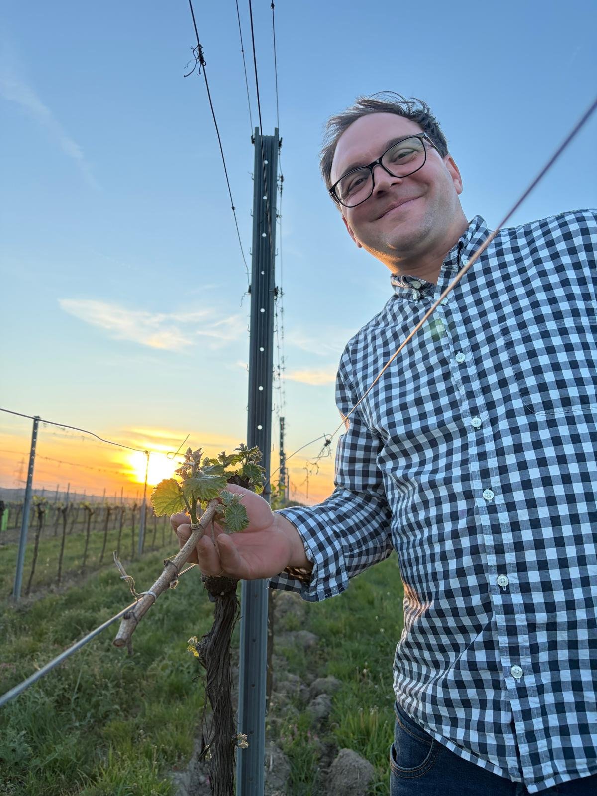 Johannes Maringer nas suas vinhas, pouco antes do pôr do sol.